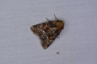 Oligia latruncula