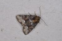 Oligia strigilis
