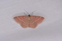 Scopula rubiginata