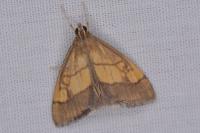 Evergestis limbata