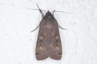 Noctua pronuba