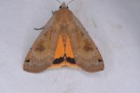 Noctua pronuba