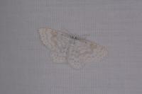 Asthena albulata
