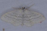 Idaea subsericeata