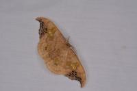 Sabra harpagula
