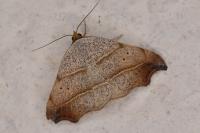 Laspeyria flexula