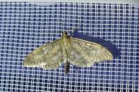 Anania lancealis