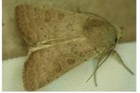 Hoplodrina ambigua