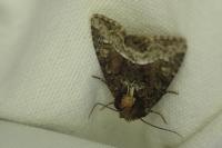 Oligia strigilis