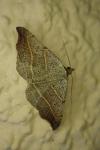 Laspeyria flexula