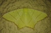 Ourapteryx sambucaria