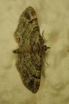 Gymnoscelis rufifasciata