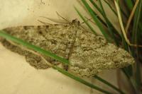 Peribatodes rhomboidaria rhomboidaria