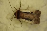 Ochropleura plecta