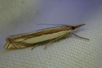 Crambus pascuella