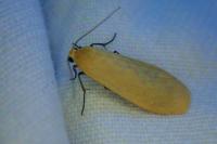 Wittia sororcula