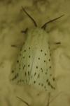 Spilosoma lubricipeda