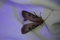 Agrotis exclamationis exclamationis