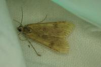 Nomophila noctuella