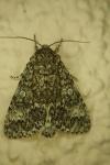 Acronicta megacephala