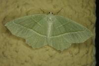 Campaea margaritaria