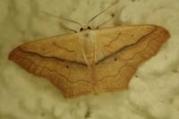 Scopula imitaria