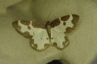 Lomaspilis marginata