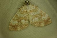 Perizoma flavofasciata