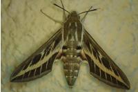 Hyles livornica