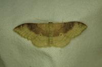 Idaea degeneraria