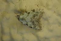 Nola confusalis