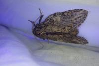 Peridea anceps
