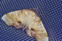 Plagodis dolabraria