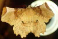 Selenia lunularia