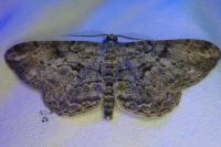 Peribatodes rhomboidaria rhomboidaria