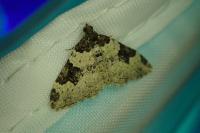 Xanthorhoe fluctuata
