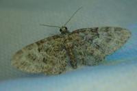 Eupithecia dodoneata