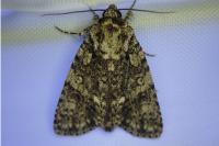 Acronicta rumicis