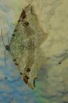 Macaria alternata
