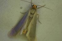 Eilema caniola