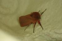 Phragmatobia fuliginosa