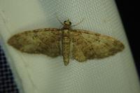 Eupithecia abbreviata