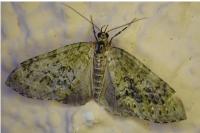 Acasis viretata