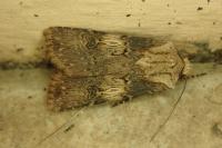 Agrotis puta
