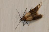 Plodia interpunctella