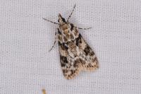 Eudonia delunella