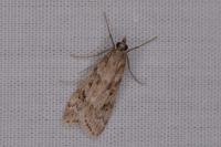 Eudonia angustea