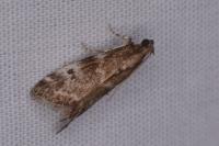 Assara terebrella