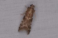 Assara terebrella