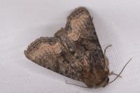 Oligia latruncula